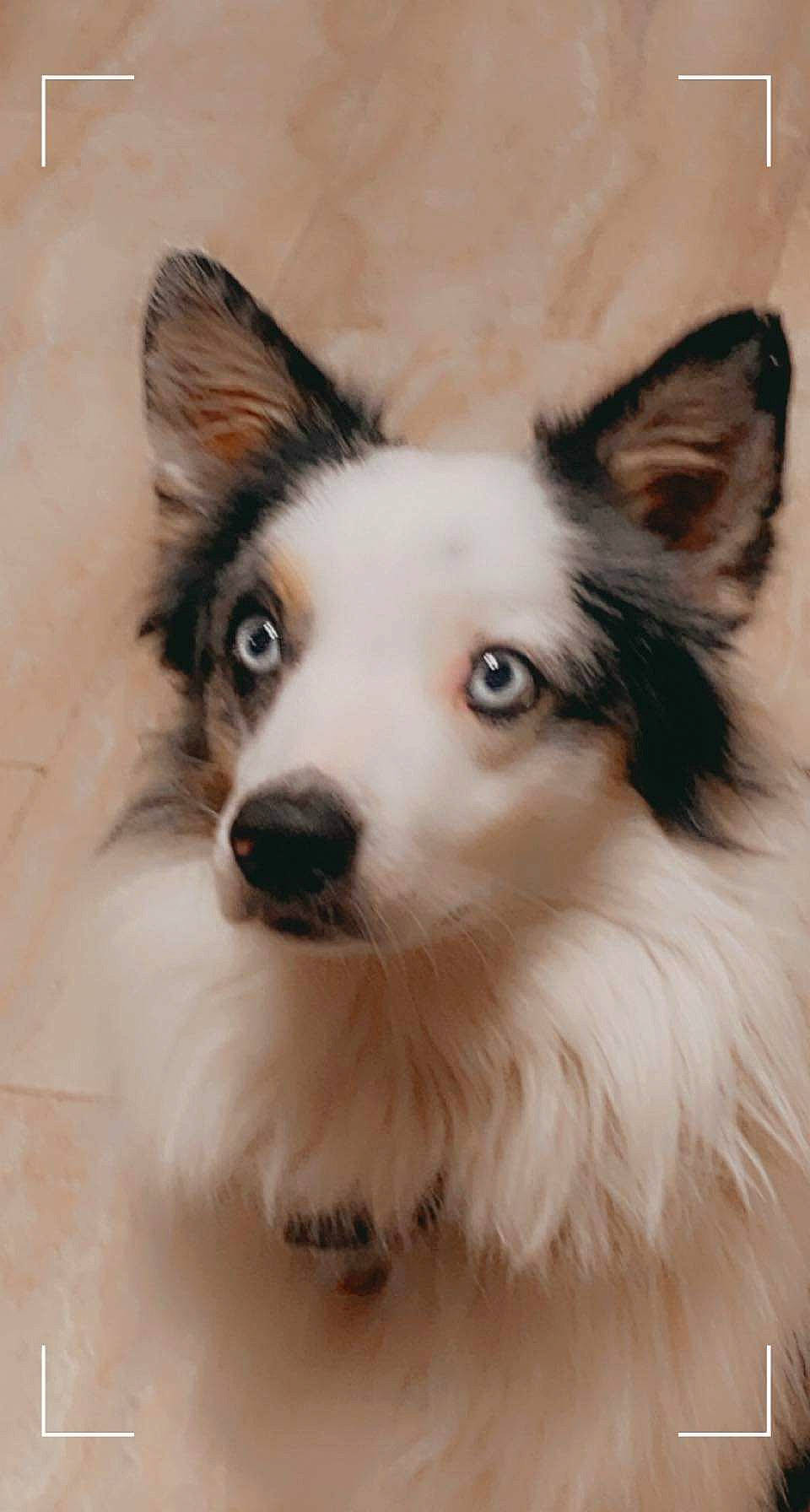 Cash is registered to the contest to win money with this photo: ancient_dog_breeds, canidae, carnivore, companion_dog, dog, dog_breed, ear, eye, eyelash, fur, herding_dog, snout, sporting_group, terrestrial_animal, whiskers, working_animal, working_dog