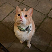 Spartan joined the competition — help win amazing prizes! cat, orange_cat, white_cat, pet, collar, animal, feline, looking_up, paved_floor, stone_floor, indoor, curious, whiskers, ears, cute, small, domestic_cat, alert, four_legs, standing
