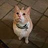 cat, orange_cat, white_cat, pet, collar, animal, feline, looking_up, paved_floor, stone_floor, indoor, curious, whiskers, ears, cute, small, domestic_cat, alert, four_legs, standing