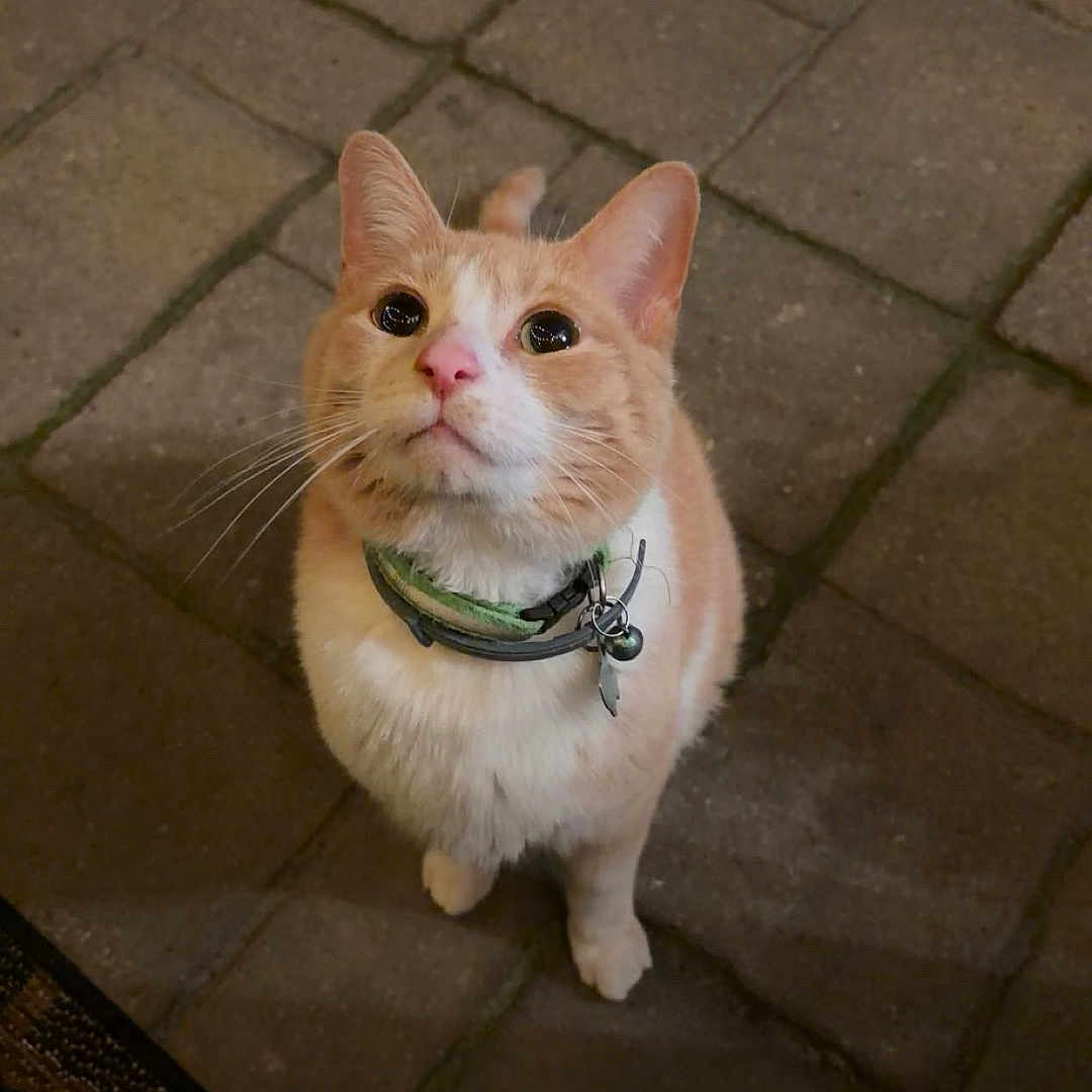 Spartan joined the competition — help win amazing prizes! cat, orange_cat, white_cat, pet, collar, animal, feline, looking_up, paved_floor, stone_floor, indoor, curious, whiskers, ears, cute, small, domestic_cat, alert, four_legs, standing