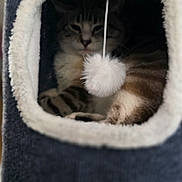 Dusty is registered to the contest to win money with this photo: cat, cat_condo, plush, fur, pet, indoor, cozy, fluffy, pom_pom, resting, sleepy, animal, feline, soft, texture, square_opening, comfort, cute, domestic, home