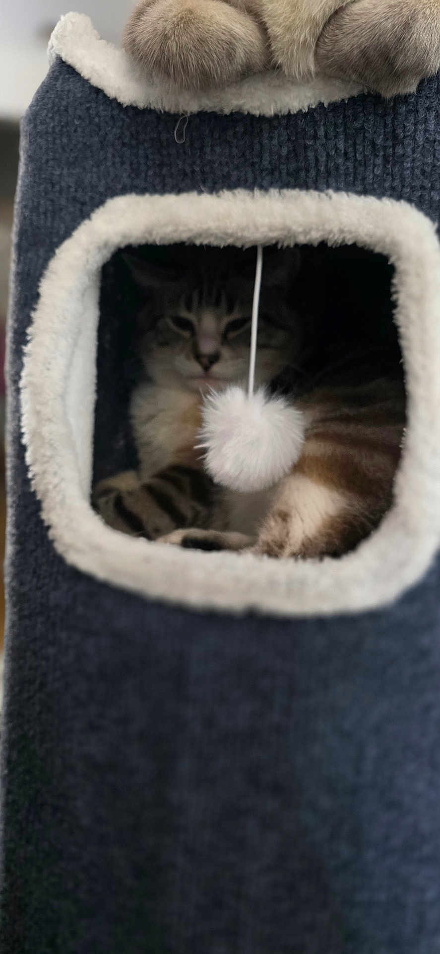 Dusty is registered to the contest to win money with this photo: cat, cat_condo, plush, fur, pet, indoor, cozy, fluffy, pom_pom, resting, sleepy, animal, feline, soft, texture, square_opening, comfort, cute, domestic, home