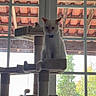 Tequila participe au concours pour gagner de l'argent avec cette photo : cat, white_cat, cat_tree, indoor, window, scenic_view, trees, roof, pet, animal, feline, bow_tie, sitting, toy_mouse, daylight, home, relaxing, balcony, vertical, house