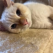 Tequila a rejoint le concours — aidez-le/la à gagner de superbes lots !