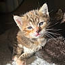 Perle participe au concours pour gagner de l'argent avec cette photo : kitten, cat, fur, whiskers, paw, sleepy, sunlight, shadow, cute, pet, animal, indoor, feline, tabby, young, closeup, soft, adorable, resting, companion