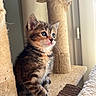 animal, cat, cat_tree, closeup, cozy, curious, cute, domestic_cat, feline, fur, indoor, kitten, paw, pet, playful, soft_light, tabby, whiskers, window, young_animal