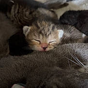 Perle participe au concours pour gagner de l'argent avec cette photo : kitten, cat, sleeping, newborn, fur, animal, pet, closeup, cozy, resting, cute, domestic_cat, young, mammal, whiskers, soft, family, nest, indoor, adorable