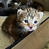 Perle a rejoint le concours — aidez-le/la à gagner de superbes lots ! kitten, cat, young, fur, closeup, curious, brown, striped, whiskers, soft, pet, animal, indoor, blurred_background, cozy, small, cute, face, eyes, resting