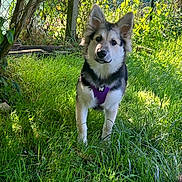 Athéna participe au concours pour gagner de l'argent avec cette photo : dog, canine, puppy, grass, outdoor, greenery, sunlight, harness, ears, pet, animal, nature, fence, curious, standing, fur, muzzle, backyard, leaf, tree