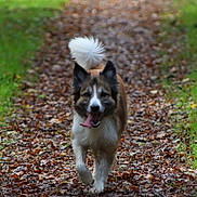 Obi-wan participe au concours pour gagner de l'argent avec cette photo : dog, running, path, leaves, autumn, grass, outdoor, nature, canine, happy, tongue_out, fur, playful, walking, forest_path, animal, pet, tail, daytime, motion