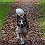 dog, running, path, leaves, autumn, grass, outdoor, nature, canine, happy, tongue_out, fur, playful, walking, forest_path, animal, pet, tail, daytime, motion