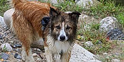 Obi-wan participe au concours pour gagner de l'argent avec cette photo : dog, wet_fur, sand, rocks, riverbank, outdoor, nature, curious, fluffy_tail, brown_fur, white_fur, grass, animal, pet, canine, standing, daylight, eyes, ears, snout