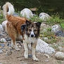 dog, wet_fur, sand, rocks, riverbank, outdoor, nature, curious, fluffy_tail, brown_fur, white_fur, grass, animal, pet, canine, standing, daylight, eyes, ears, snout