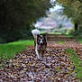Obi-wan participe au concours pour gagner de l'argent avec cette photo : dog, animal, pet, walking, path, forest, autumn, leaves, nature, outdoor, greenery, happy, tongue_out, fluffy_tail, canine, scenery, daylight, trees, grass, trail