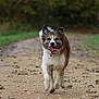 Obi-wan participe au concours pour gagner de l'argent avec cette photo : dog, running, muddy, dirt_path, outdoor, nature, greenery, leaves, happy, tongue_out, ears_up, animal, pet, canine, walking, daytime, forest_edge, playful, energetic, smiling