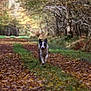 dog, running, forest, path, autumn, leaves, trees, outdoor, nature, animal, happy, motion, canine, fall, grass, trail, daylight, energy, wildlife, park