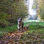 dog, running, forest, path, autumn, leaves, greenery, nature, outdoor, happy, canine, animal, fall, trees, grass, smiling, motion, energy, daylight, scenic