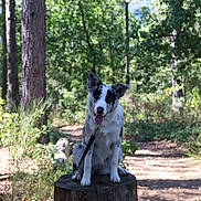 Ahsoka participe au concours pour gagner de l'argent avec cette photo : dog, tree_stump, forest, trail, sunlight, nature, outdoor, animal, pet, canine, black_and_white, happy, tongue_out, ears_up, leash, trees, greenery, woods, daytime, playful