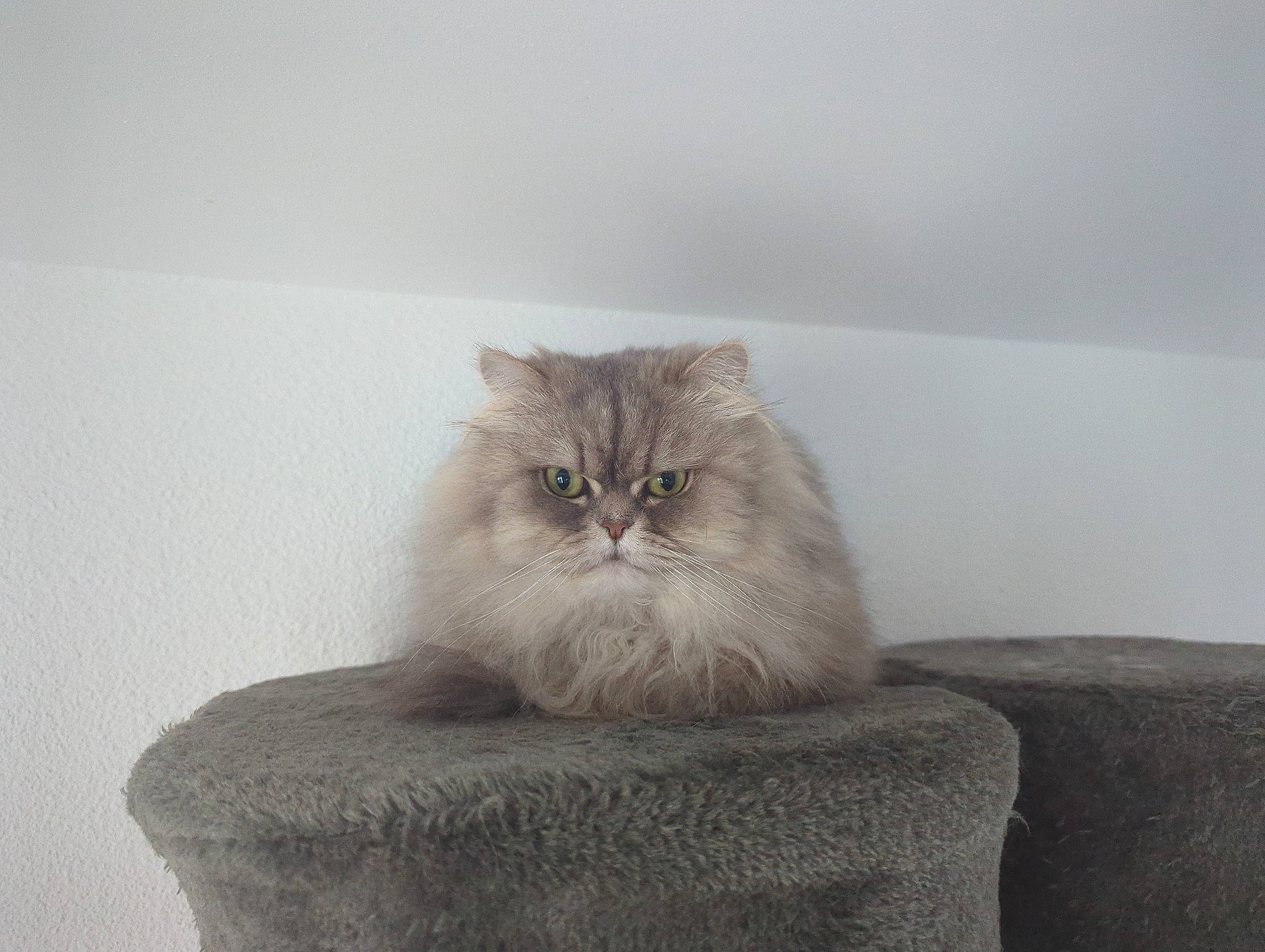 Simba participe au concours pour gagner de l'argent avec cette photo : british_longhair, carnivore, cat, comfort, fawn, felidae, fur, grey, monochrome_photography, natural_material, paw, sitting, small_to_medium_sized_cats, snout, tail, terrestrial_animal, whiskers, wood