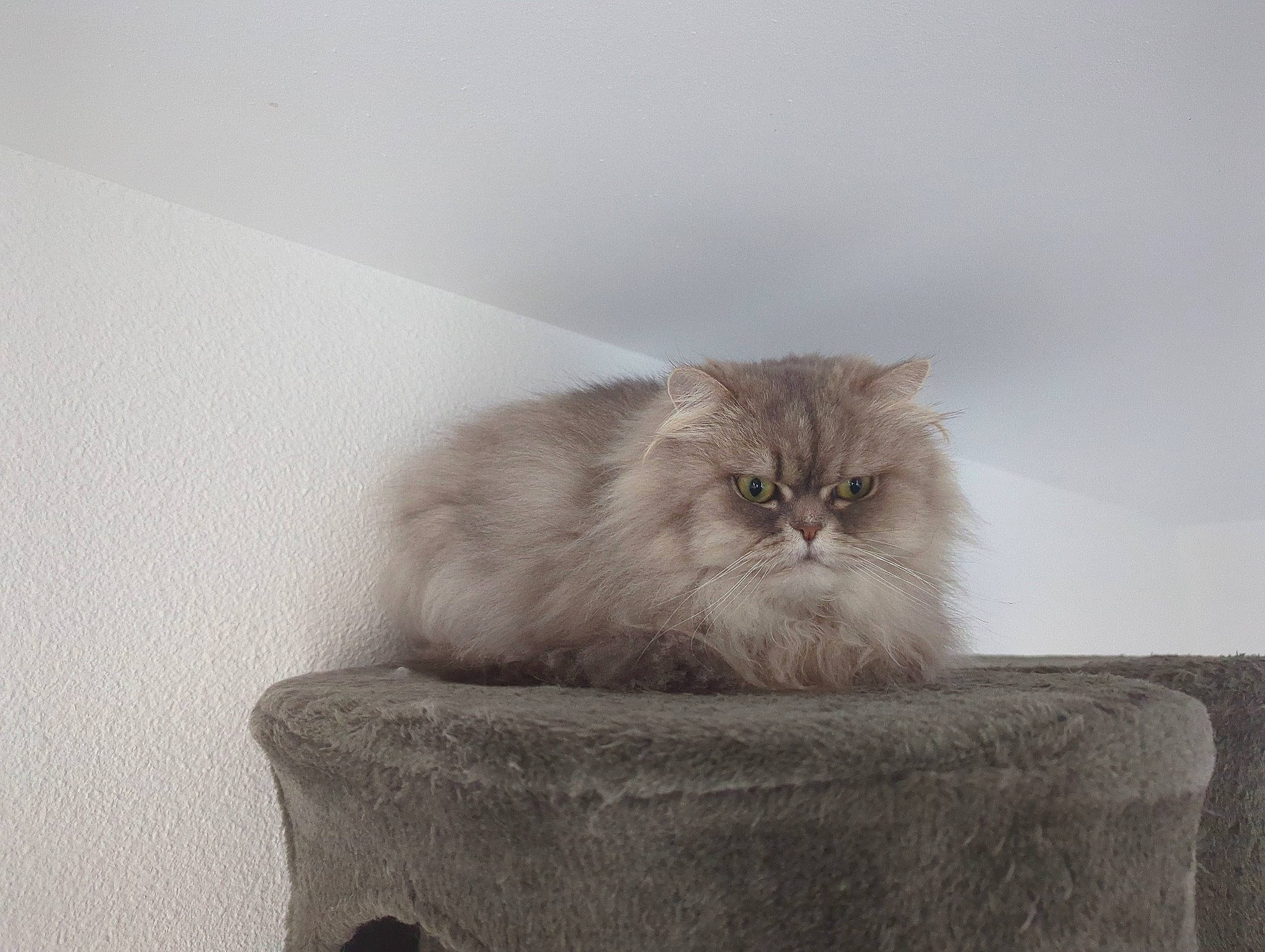 Simba participe au concours pour gagner de l'argent avec cette photo : british_longhair, carnivore, cat, comfort, fawn, felidae, fur, grey, natural_material, persian, small_to_medium_sized_cats, snout, tail, terrestrial_animal, whiskers