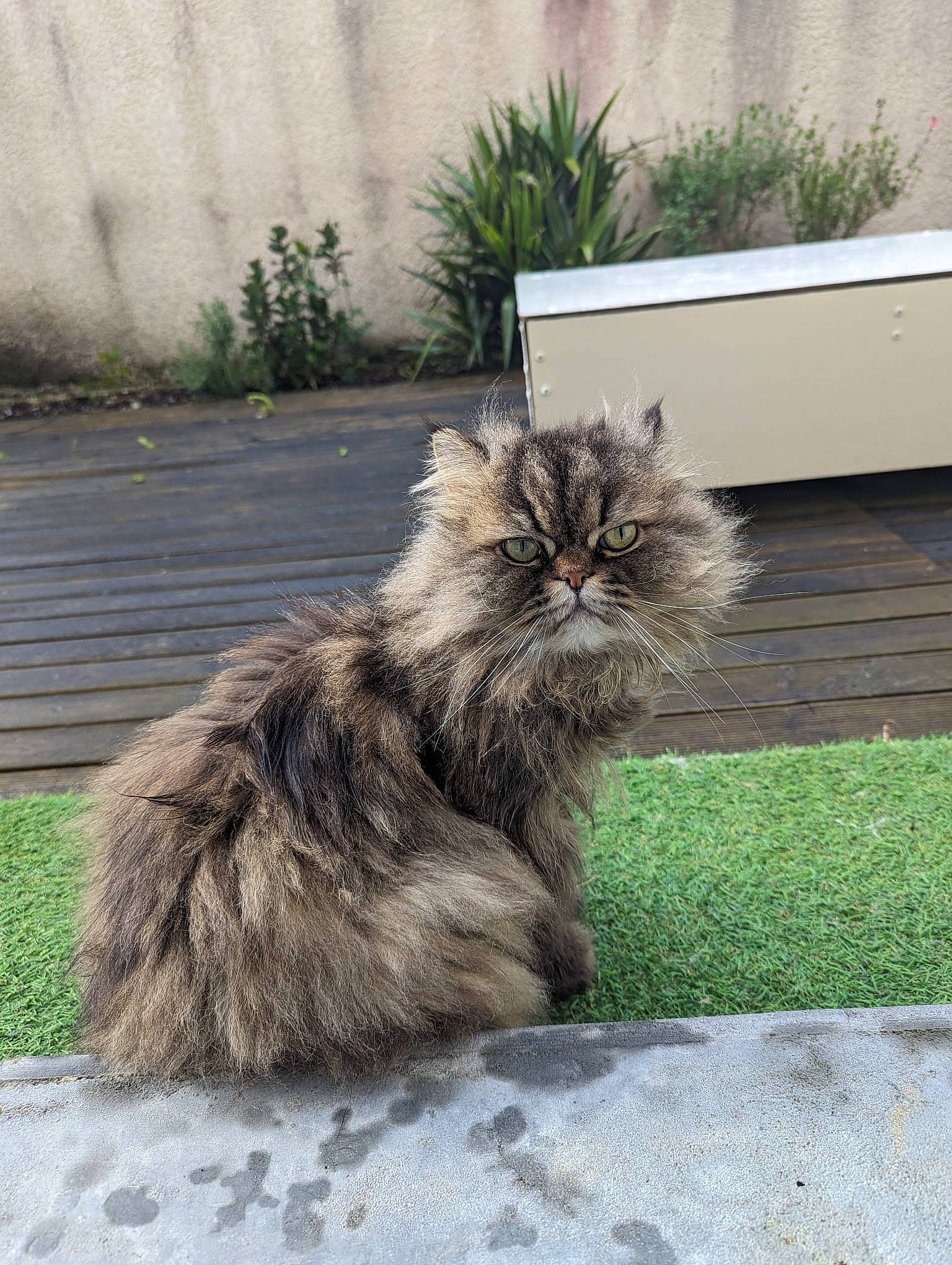 Mango a rejoint le concours — aidez-le/la à gagner de superbes lots ! british_longhair, carnivore, cat, claw, fawn, felidae, fur, grass, grey, maine_coon, mammal, plant, road_surface, siberian, sitting, small_to_medium_sized_cats, snout, tail, terrestrial_animal, whiskers