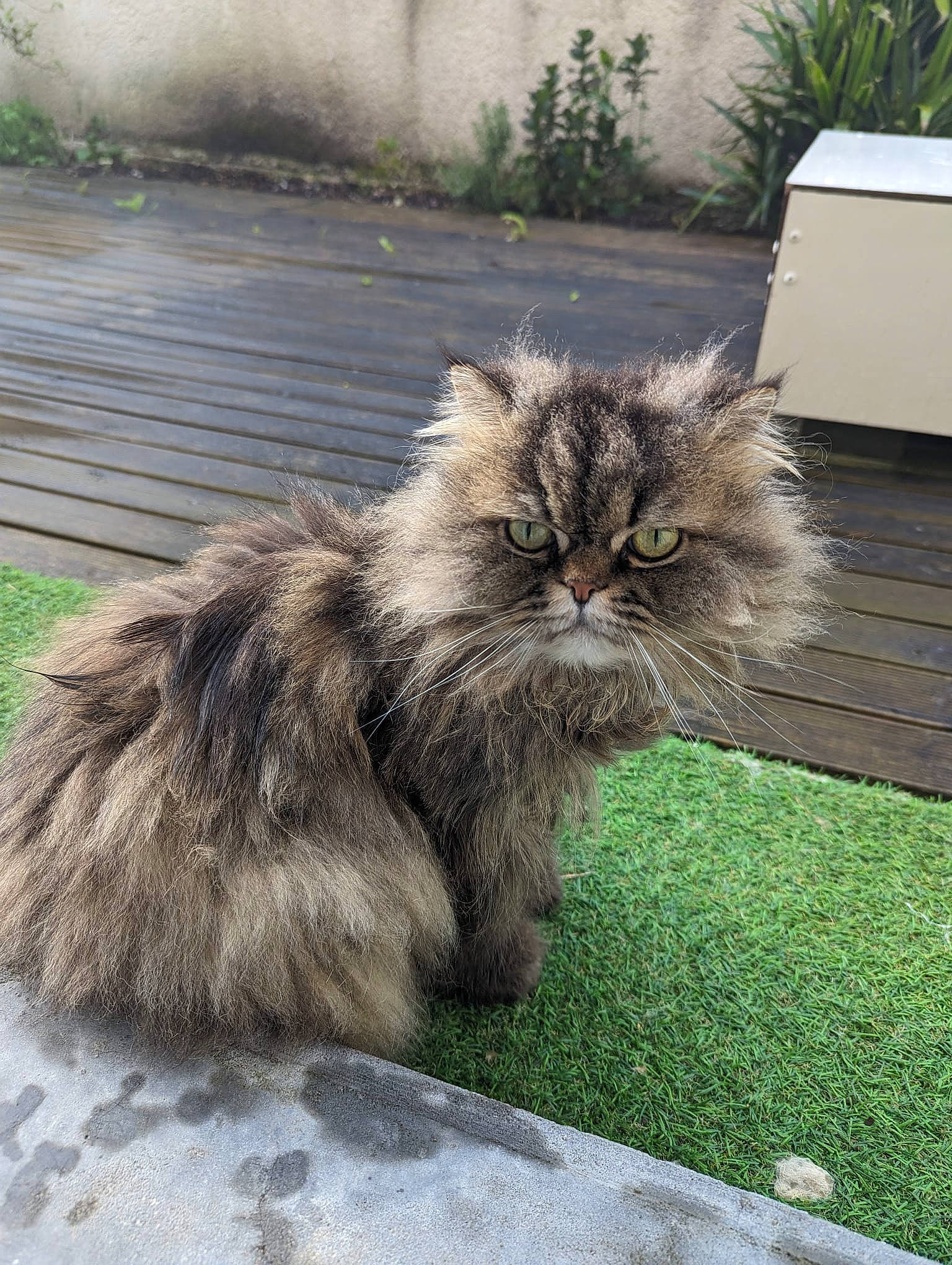 Mango participe au concours pour gagner de l'argent avec cette photo : british_longhair, carnivore, cat, fawn, felidae, fur, grass, maine_coon, plant, small_to_medium_sized_cats, snout, tail, terrestrial_animal, whiskers