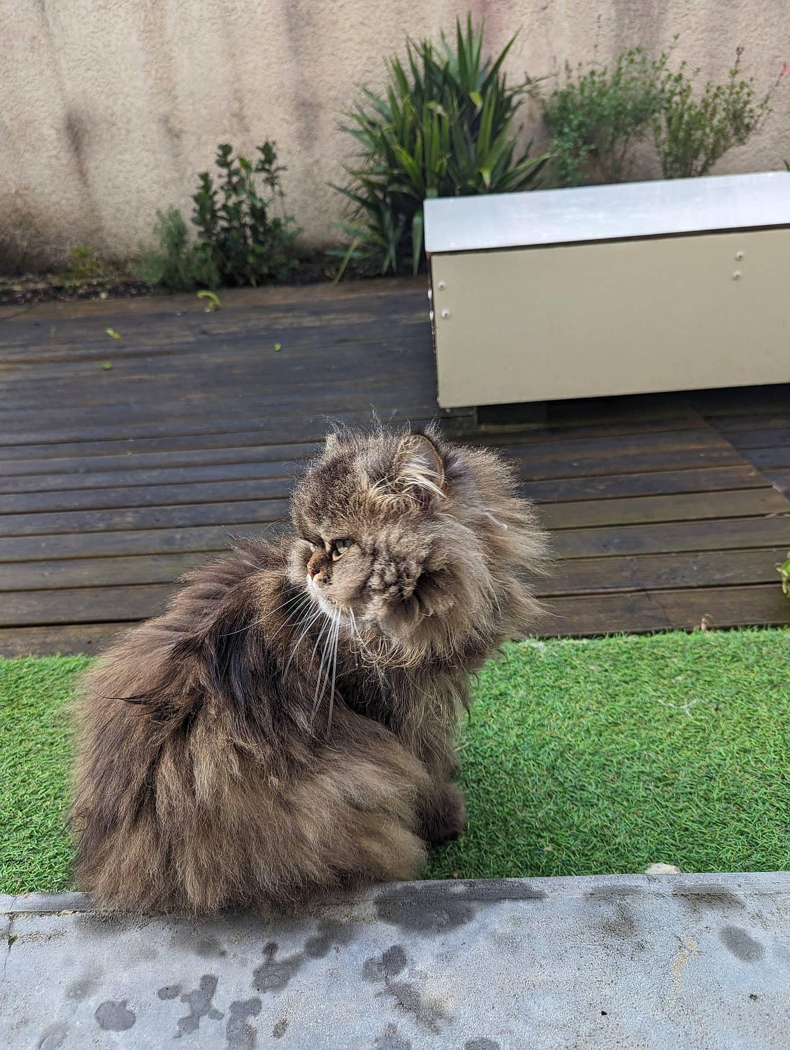 Mango participe au concours pour gagner de l'argent avec cette photo : british_longhair, carnivore, cat, claw, felidae, flooring, fur, grass, groundcover, maine_coon, plant, road_surface, sitting, small_to_medium_sized_cats, snout, soil, tail, terrestrial_animal, whiskers