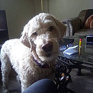 Doodle is registered to the contest to win money with this photo: animal, brown, casual, cozy, curious, curly_hair, dog, floor, furniture, glass_table, glasses, home, indoor, lamp, lip_balm, living_room, notebook, person_leg, pet, sofa