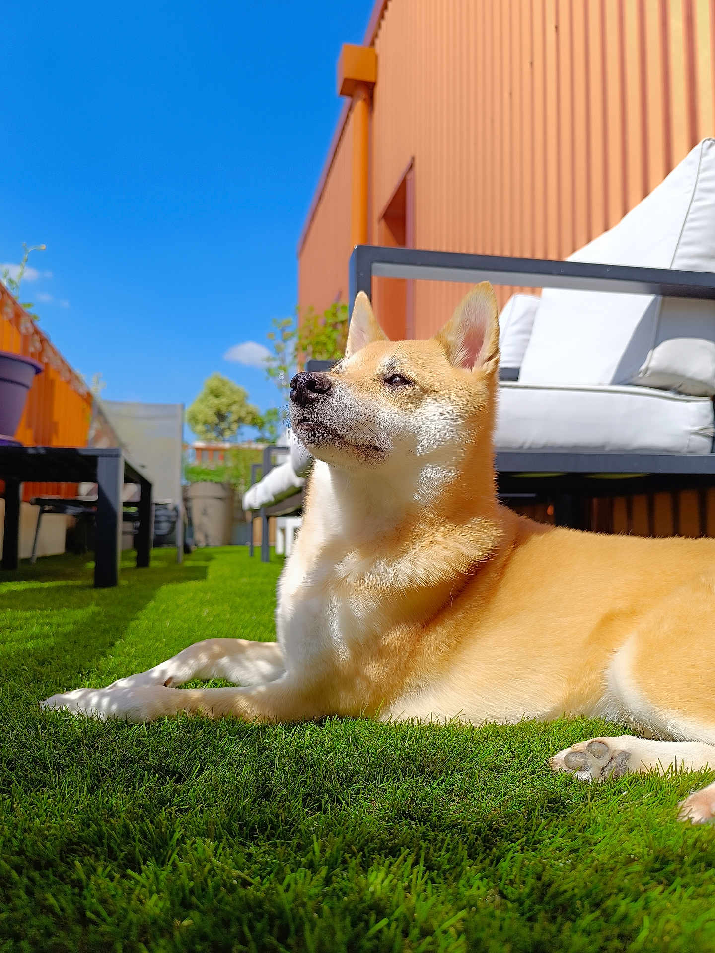 Pêche participe au concours pour gagner de l'argent avec cette photo : dog, grass, outdoor, sunlight, furniture, blue_sky, pet, relaxing, canine, daylight, garden, lawn, shiba_inu, animal, nature, resting, sunny, house, backyard, portrait