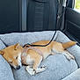 Pêche participe au concours pour gagner de l'argent avec cette photo : dog, sleeping, car, pet_bed, leash, harness, cozy, resting, interior, seatbelt, furry, canine, tan, white_paws, window, seat, relaxed, domestic_animal, transportation, nap