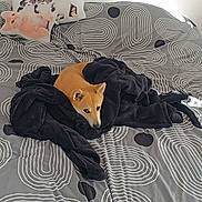 Pêche a rejoint le concours — aidez-le/la à gagner de superbes lots ! animal, bed, black_blanket, blanket, cat_pillow, cozy, cute, dog, dog_pillow, fur, gray_bedspread, home, indoor, patterned_bedding, pet, pillow, relaxed, resting, shiba_inu, sunlight