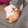 Pêche participe au concours pour gagner de l'argent avec cette photo : blanket, brown_dog, chair, couch, cozy, dog, domestic, fur, furniture, grey, home, indoor, pet, pillows, relaxing, resting, sleeping, snuggling, window, wood_floor