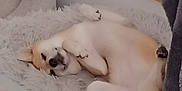 Pêche participe au concours pour gagner de l'argent avec cette photo : dog, pet, lying_down, fluffy_bed, indoor, relaxed, cozy, canine, resting, sleepy, fur, paw, cute, animal, comfortable, domestic, bedroom, soft, white, tan