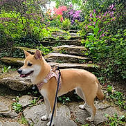 Pêche a rejoint le concours — aidez-le/la à gagner de superbes lots ! dog, leash, stone_path, greenery, flowers, garden, outdoor, plants, nature, pet, canine, walk, summer, moss, shrubbery, leafy, happy, animal, daylight, scenic