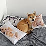 Pêche a rejoint le concours — aidez-le/la à gagner de superbes lots ! animal, bed, comfort, cozy, cute, decor, dog, fur, home, indoor, kitten_image, pattern, pet, pillow, puppy_image, relax, resting, shiba_inu, sleep, wall