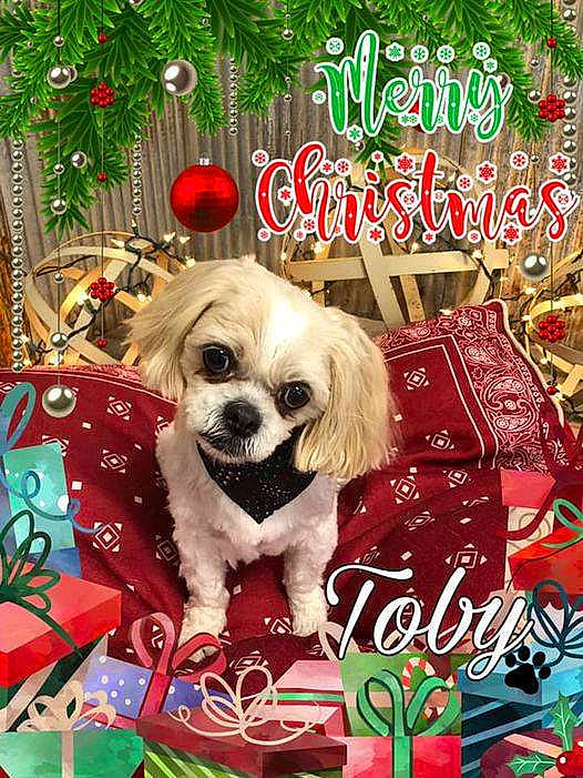 Toby joined the competition — help win amazing prizes! bag, canidae, carnivore, christmas, christmas_decoration, christmas_eve, christmas_ornament, companion_dog, dog, dog_breed, dog_supply, holiday, holiday_ornament, home_accessories, interior_design, pet_supply, puppy, sporting_group, toy_dog, vertebrate