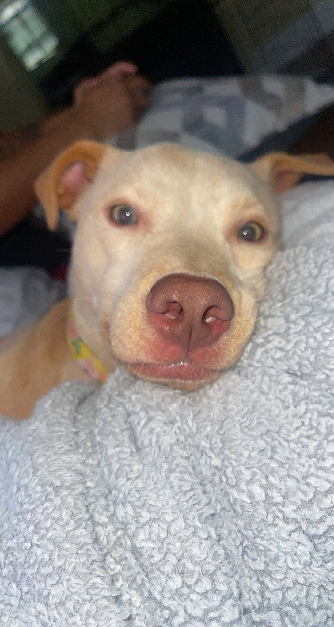 Nova is registered to the contest to win money with this photo: canidae, carnivore, companion_dog, dog, dog_breed, eye, fawn, fur, jaw, liver, non_sporting_group, puppy, snout, sporting_group, suidae, terrestrial_animal, whiskers, working_animal