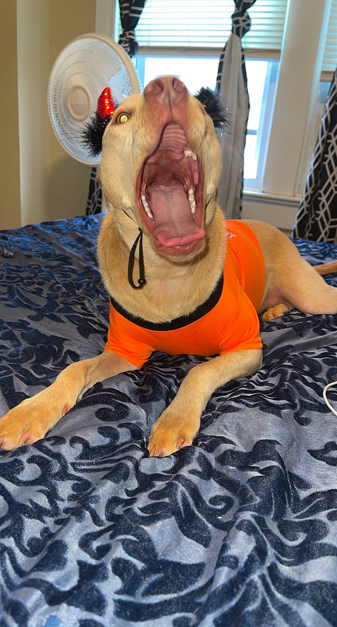 Nova is registered to the contest to win money with this photo: canidae, carnivore, comfort, companion_dog, costume, dog, dog_breed, dog_supply, fang, fawn, fur, hat, humour, personal_protective_equipment, snout, sporting_group, terrestrial_animal, whiskers, working_animal, yawn
