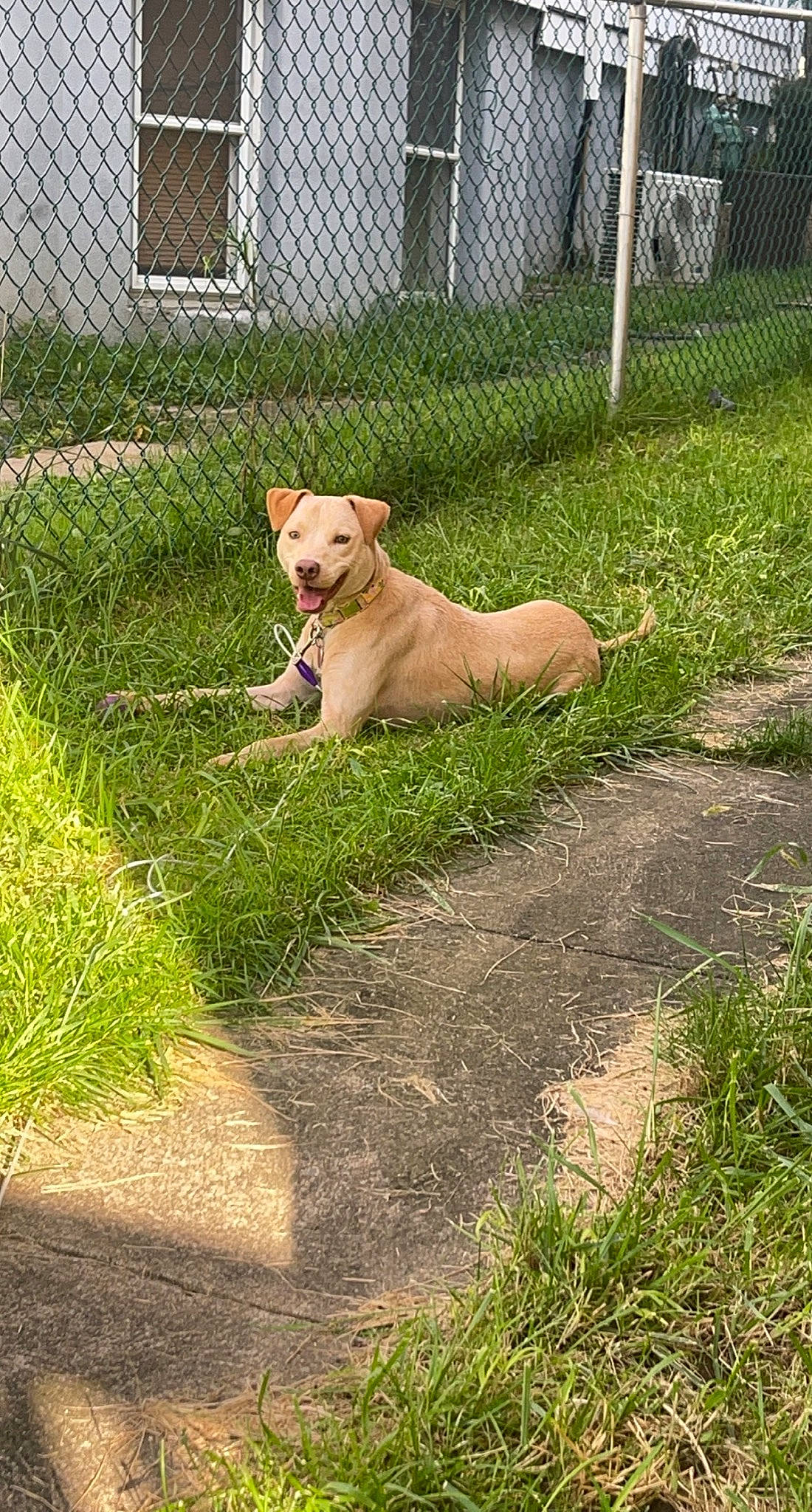 Nova joined the competition — help win amazing prizes! canidae, carnivore, companion_dog, dog, dog_breed, dog_supply, fawn, fence, grass, groundcover, gun_dog, home_fencing, mesh, pet_supply, plant, sporting_group, tail, terrestrial_animal, wire_fencing, working_animal