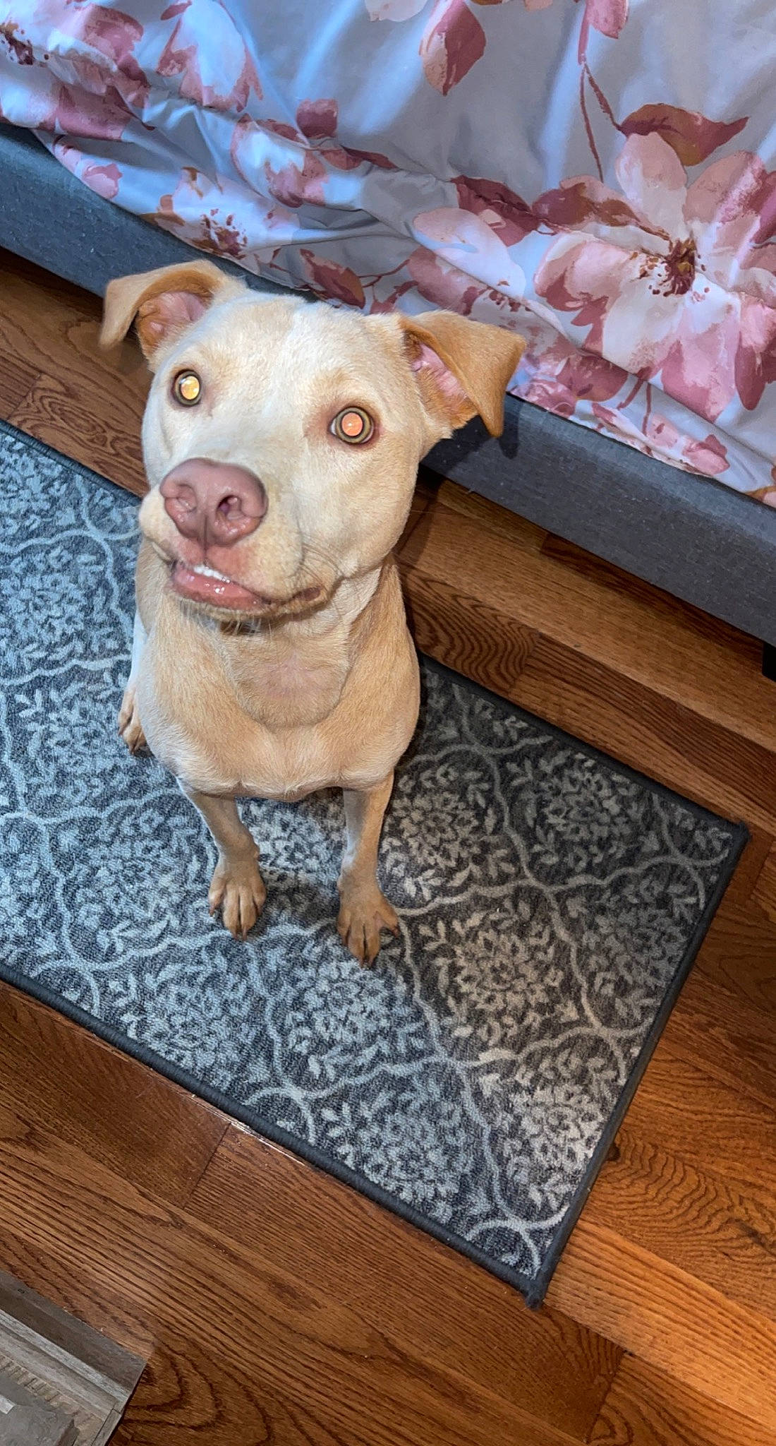 Nova is registered to the contest to win money with this photo: canidae, carnivore, companion_dog, couch, dog, dog_breed, dog_clothes, dog_supply, fawn, flooring, fur, hardwood, pet_supply, rectangle, snout, street_dog, tail, whiskers, wood, working_animal