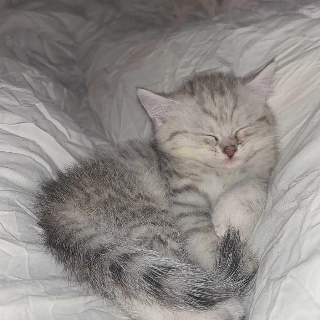 Filho participe au concours pour gagner de l'argent avec cette photo : abyssinian, angora, animal, bed, bedroom, blanket, cat, couch, furniture, homedecor, indoors, kitten, linen, manx, person, pet, quilt, room, siamese, sleeping