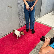 Bella is registered to the contest to win money with this photo: dog, small_dog, chihuahua, pet, dressed_dog, dog_clothing, leash, handler, photographer, camera, red_carpet, outdoor, concrete, brick_wall, fashion, pet_photography, portrait_session, standing, animal, street_scene