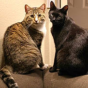 Sumi And Kai joined the competition — help win amazing prizes! animal, black_cat, cat, closeup, companion, couch, curious, domestic_cat, ears, fur, furniture, indoor, looking, mammal, pet, sitting, tabby_cat, tail, two_animals, whiskers