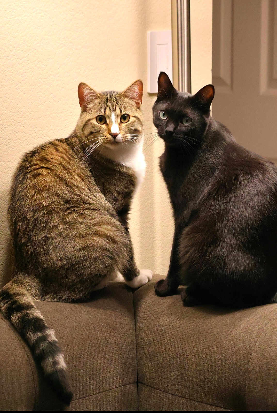 Sumi And Kai joined the competition — help win amazing prizes! animal, black_cat, cat, closeup, companion, couch, curious, domestic_cat, ears, fur, furniture, indoor, looking, mammal, pet, sitting, tabby_cat, tail, two_animals, whiskers