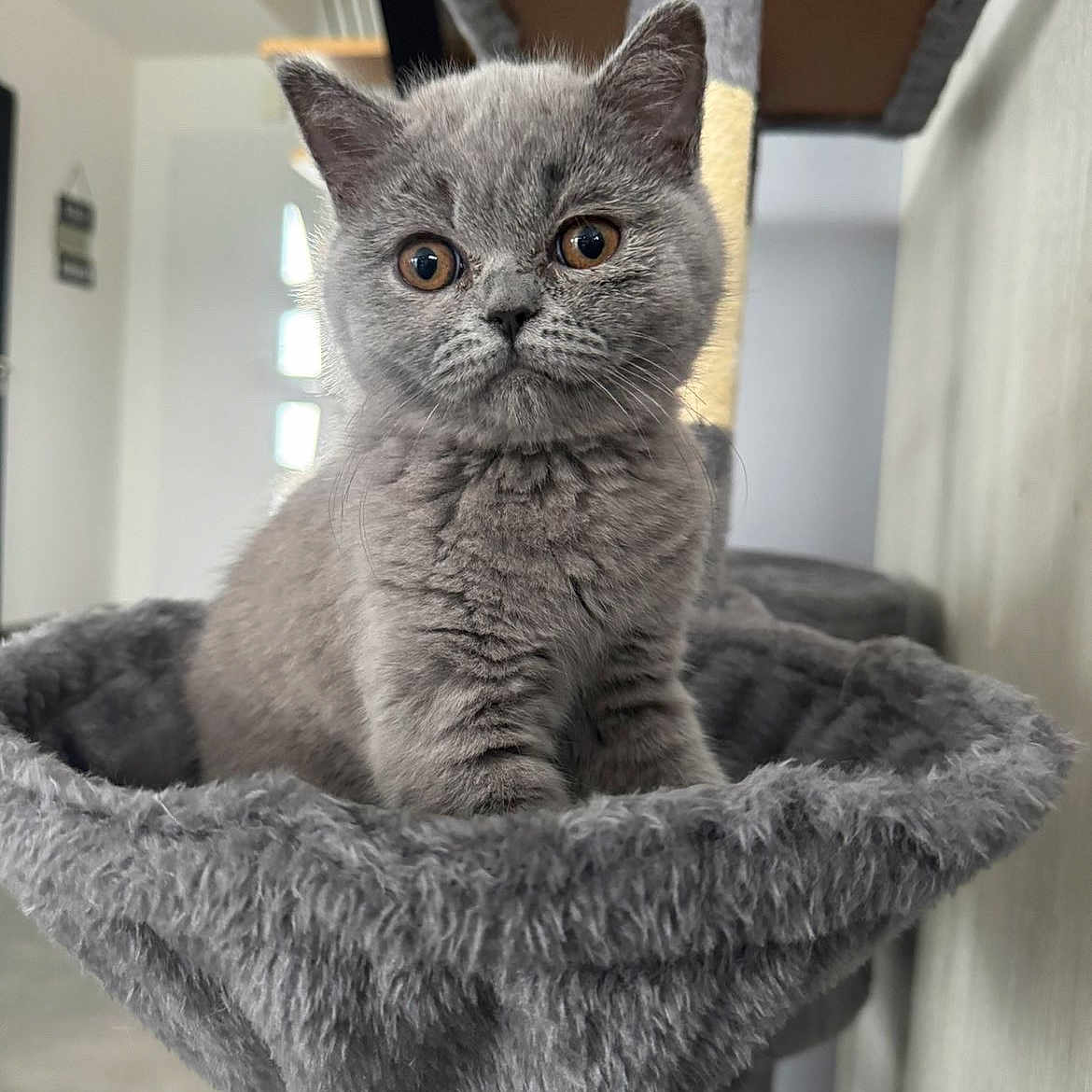 Miya participe au concours pour gagner de l'argent avec cette photo : animal, cat_tree, cozy, curious, cute, ears, eyes, feline, fur, furry, gray_cat, home, indoor, kitten, mammal, pet, resting, soft, whiskers, young_cat