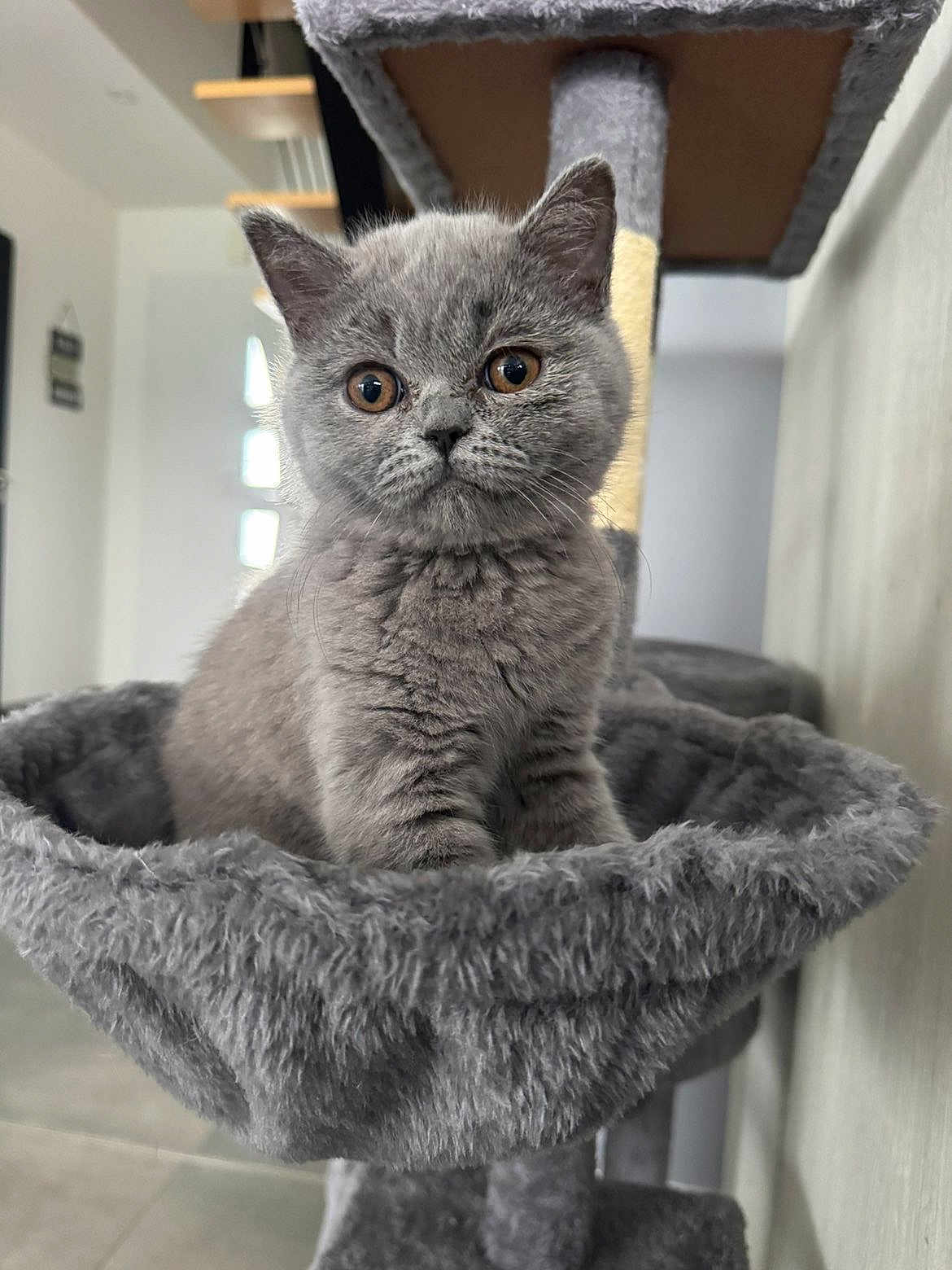 Miya participe au concours pour gagner de l'argent avec cette photo : kitten, gray_cat, cat_tree, furry, pet, indoor, cute, young_cat, animal, feline, whiskers, ears, eyes, fur, resting, cozy, home, curious, soft, mammal
