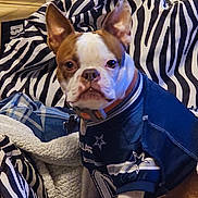 Mr.percy joined the competition — help win amazing prizes! animal, blanket, boston_terrier, clothing, collar, comfort, cozy, cute, dallas_cowboys, dog, domestic_animal, ears, fur, indoor, jersey, looking_at_camera, pet, portrait, seated, zebra_pattern