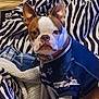 animal, blanket, boston_terrier, clothing, collar, comfort, cozy, cute, dallas_cowboys, dog, domestic_animal, ears, fur, indoor, jersey, looking_at_camera, pet, portrait, seated, zebra_pattern