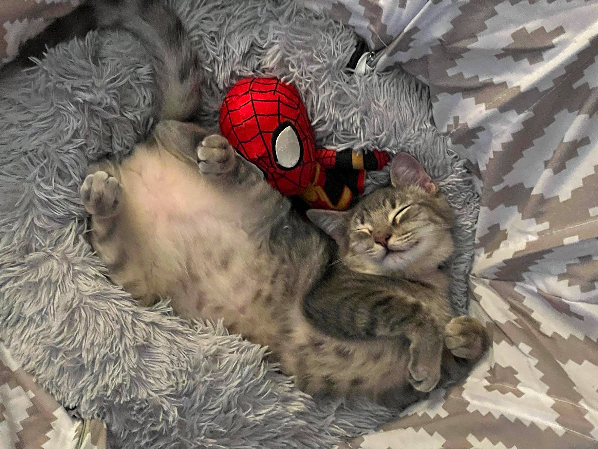 Ezio is registered to the contest to win money with this photo: carmine, carnivore, cat, cat_bed, christmas_ornament, comfort, domestic_short_haired_cat, event, felidae, fur, grey, mammal, ornament, pattern, paw, small_to_medium_sized_cats, tail, toy, vertebrate, whiskers