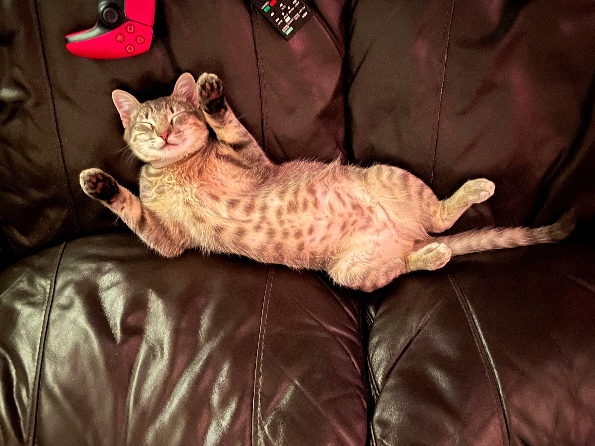 Ezio is registered to the contest to win money with this photo: bed, carnivore, cat, claw, comfort, couch, domestic_short_haired_cat, felidae, fur, gesture, paw, small_to_medium_sized_cats, tail, whiskers